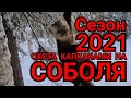 Зима 2020-21 Охота на #СОБОЛЯ