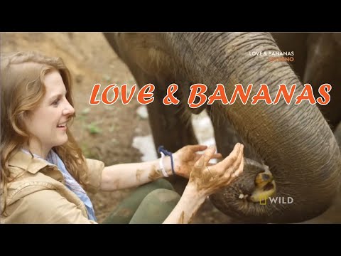 Vídeo: Exclusivo De Celebridades: Ashley Bell Sobre La Conservación Del Elefante
