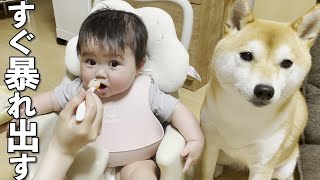 柴犬がいる家で赤ちゃんに離乳食をあげるとこうなります