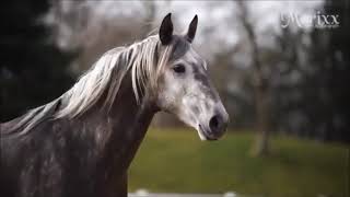 Julie Bergan  - Kiss Me Better II Horses II Music video II