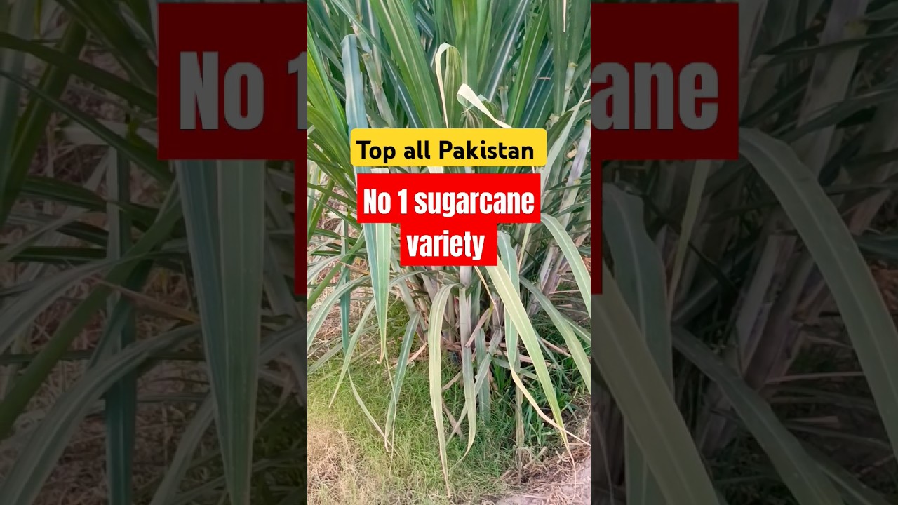 sugarcane highest yielding variety | Sugarcane best variety | New sugarcane variety 