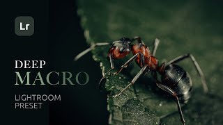 DEEP MACRO — Professional Color Grading in Lightroom for Macro Photography | Free Preset Download DEEP MACRO — Professional Color Grading in Lightroom for Macro Photography | Free Preset Download