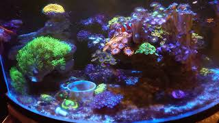 Nano Reef seawater, Nano Acuario Marino con agua de Mar, EL INICIO