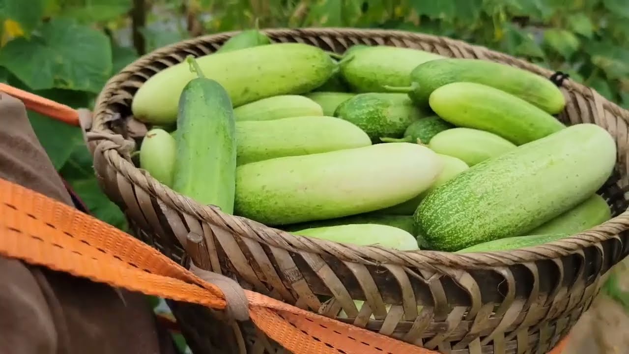 The girl harvests vegetables and fruits and takes them to the market to sell - expanding the farm.