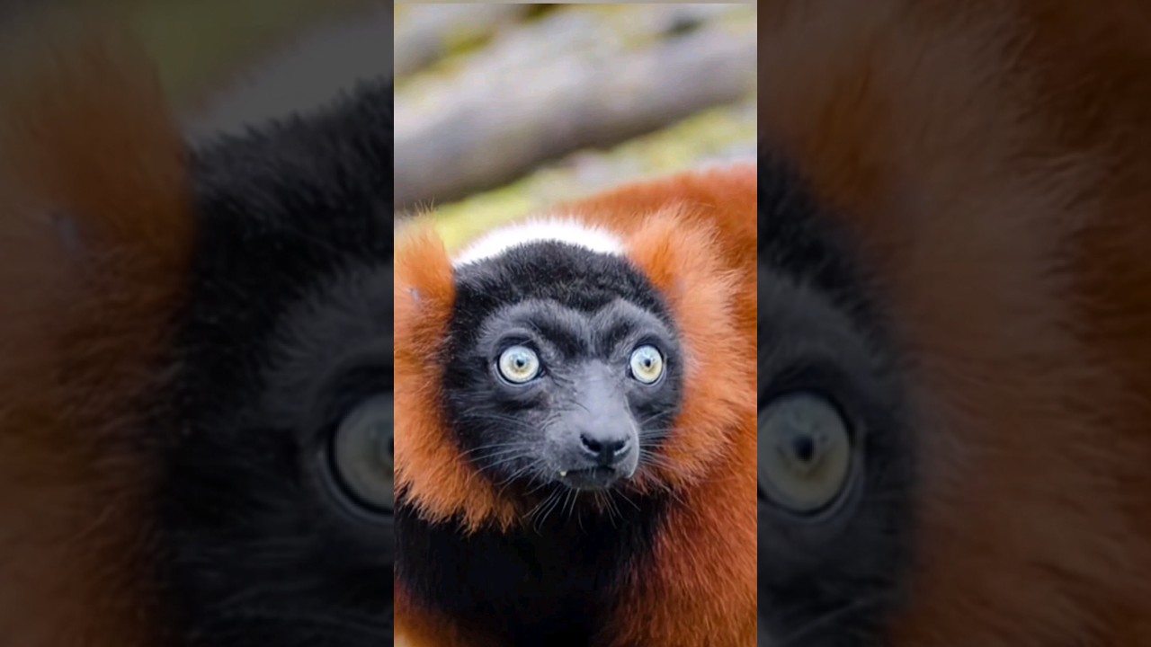 Two quick facts about the Red ruffled lemur  