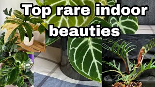 Best indoor plants for 2023