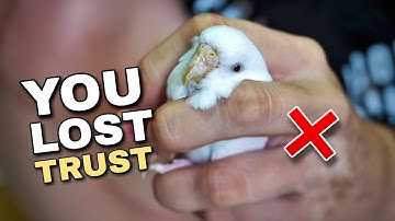 11 Ways to Lose Budgie