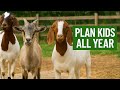 Year Round Kidding Breeding Strategies For Continuous Production Year Round Kidding Breeding Strategies For Continuous Production