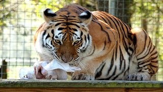 Big Cats And Their Thanksgiving Turkeys