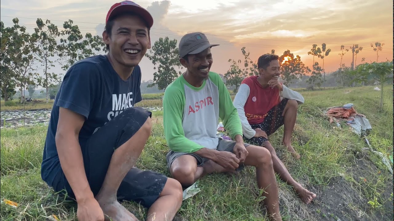 Cara sukses bertani Bawang Merah 