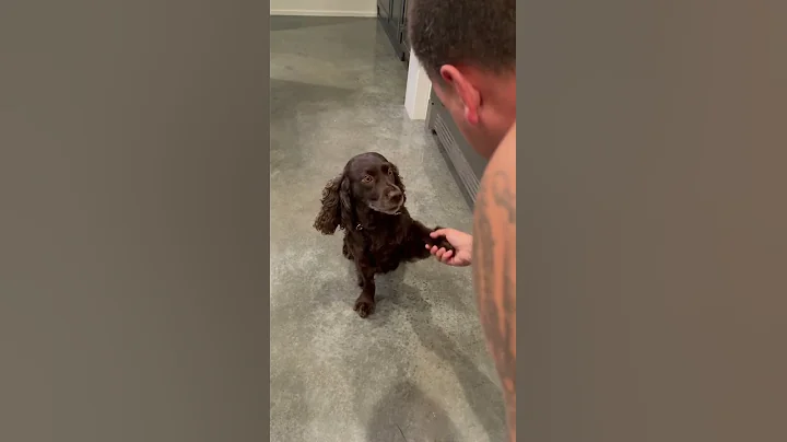 BOYKIN SPANIEL REX HAS SKILLS