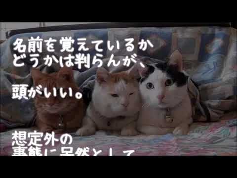 うちの猫はどうも俺を自分の子供だと思ってるフシがある…ｗ