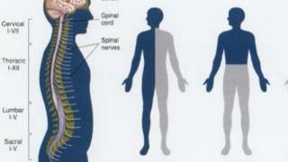 Difference Between Flaccid And Spastic Paralysis