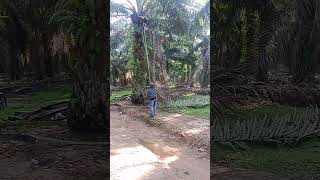 Harvesting fruit indonesia People Felda Plantation Management Malaysia