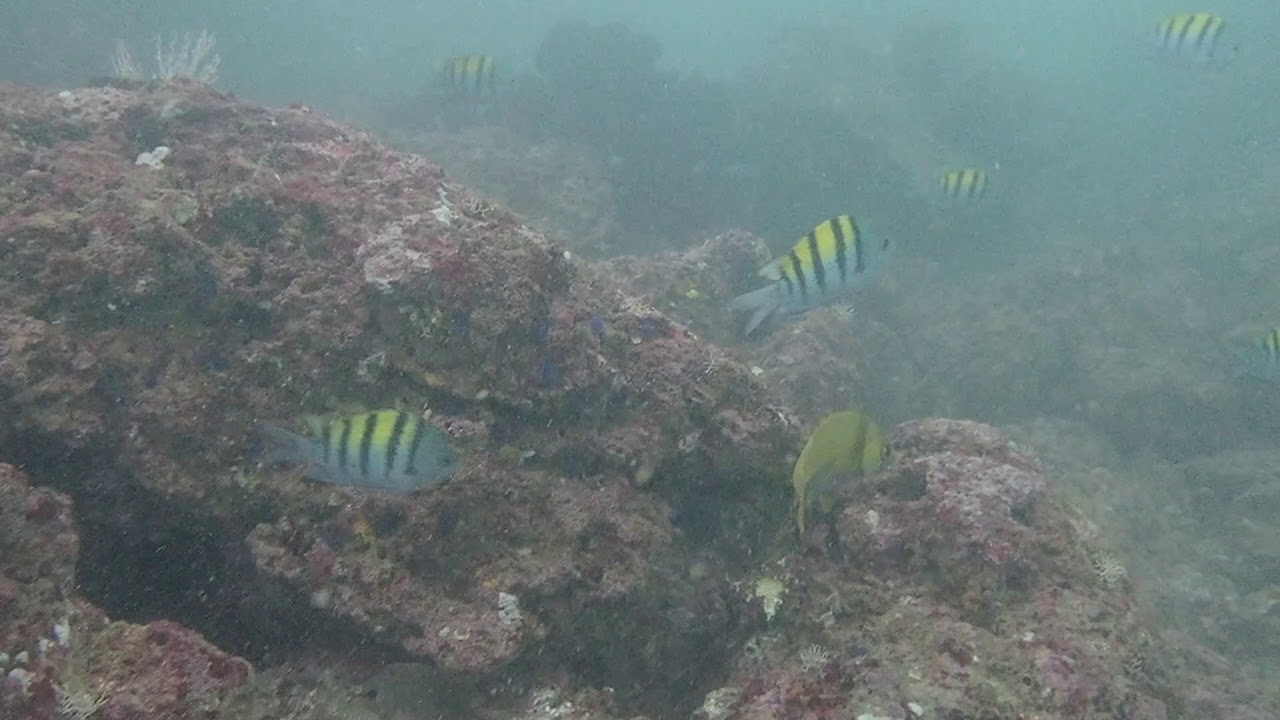 Local Diving in Manuel Antonio YouTube