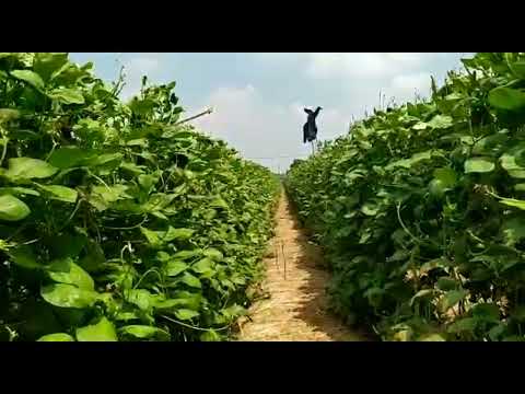 Kacang Panjang Taiwan