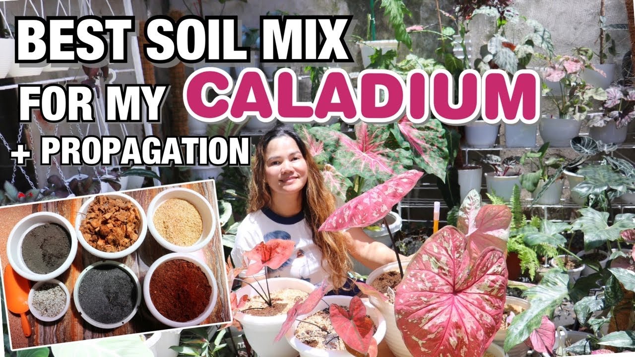 BEST POTTING MIX FOR MY CALADIUM, KUNG BAKIT ANG LAKI NILA + PROPAGATION | LOVEKYE 8