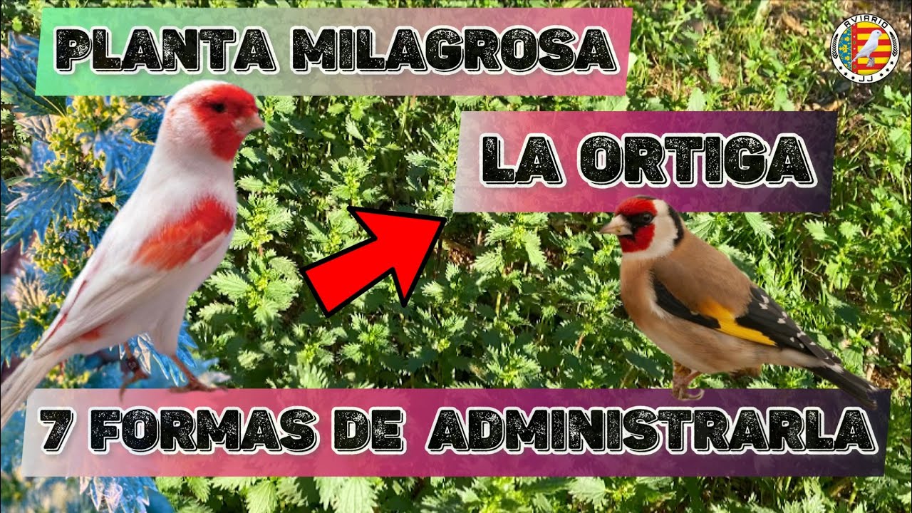 🌿КРАВИВА для КАНАРСКИХ и ДИКИХ 🐤7 СПОСОБОВ УПРАВЛЕНИЯ ✅100% НАТУРАЛЬНЫЙ ЭНЦЕЛЯТОР + ПРЕИМУЩЕСТВА