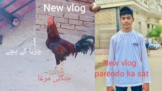 new vlog #morga #craya ka bacha#umair king 78