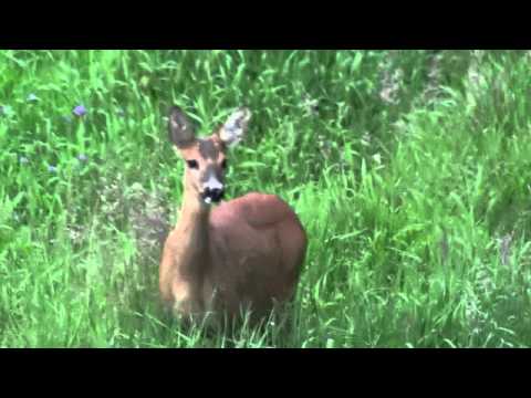 Video: Spiser hjorte cedertræer?
