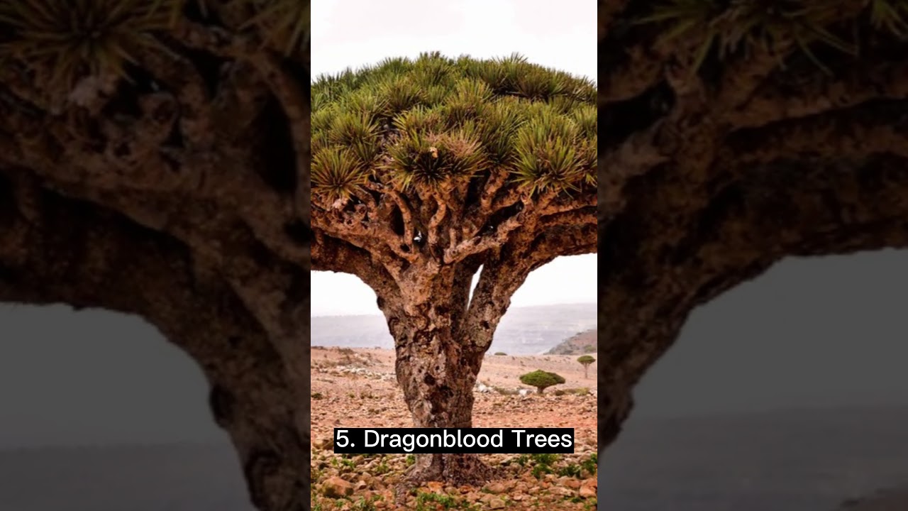 10 Top Most Beautiful Trees In The World 