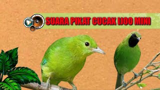 SUARA PIKAT BURUNG CUCAK IJO MINI