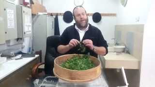 ☢ בול פגיעה - איך נראים חרקים בפטרוזיליה ?