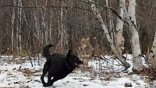 Wild Coyote best friends with Rocky the dog .3 years they are together.