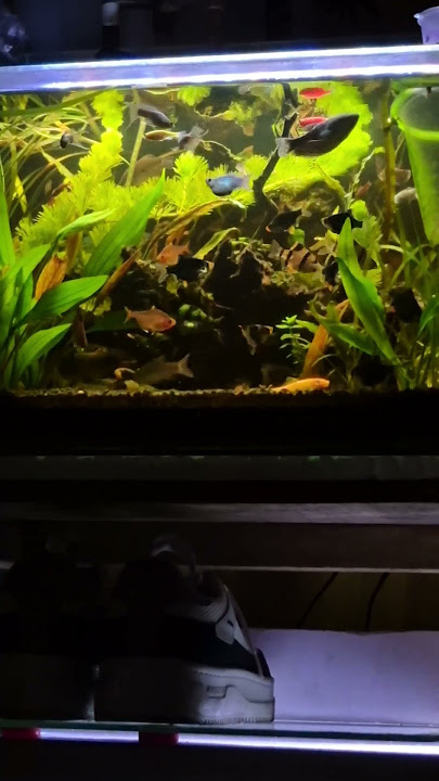 Aquascape ala ala  #aquascape #aquarium #ikan #shorts #fish