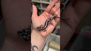 Bold Stripe Mack Snow baby