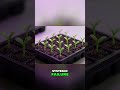 Farming Paradox: Less Seeds, More Growth Explained #shorts