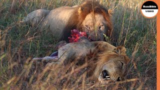 Male Lion Pays The Price For Attempting To Murder Cubs screenshot 5