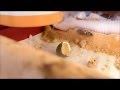 インコのピーちゃんが温めてたヒメウズラが孵化したよ！