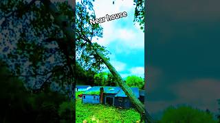 tree Fall EP 217 #chainsaw #treecutting #husqvarna #stihl #woodworking #how #woodwork #how