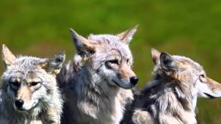 EpicFail - Wolf ( Shwann Remix )
Closing out the day today, I bring you an artist out of Texas, who goes by the alias Shwann and his remix of EpicFails hit Wolf. Check out Shwanns newest high energy electro house hit and be sure to download it for free Today !
Follow Shwann :
@dj-shwann
http://www.facebook.com/SamuraiShwann
http://www.twitter.com/djshwann
Follow Your EDM :
http://www.facebook.com/YourEdm
http://www.twitter.com/YourEDM
@your-edms-collection
http://www.youtube.com/user/youredmtv EpicFail - Wolf ( Shwann Remix )