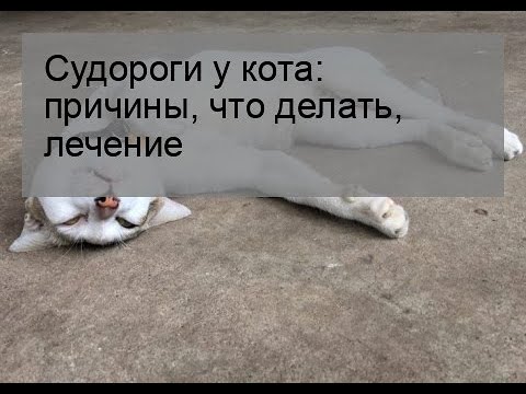 Судороги у кота: причины, что делать, лечение