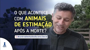 Como superar a morte de um bichinho de estimação?