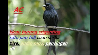 Suara burung Srigunting Satu Jam full Isian bisa buat Audio Pikat dan yang lain #Srigunting