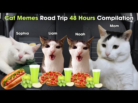 Cat Memes Road Trip 48 Hours Compilation