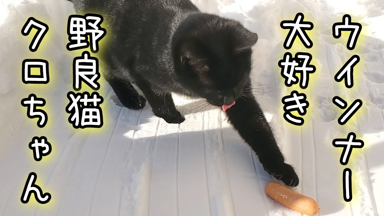 ウッドデッキ雪かきしようとしたら野良猫クロちゃんいた! YouTube