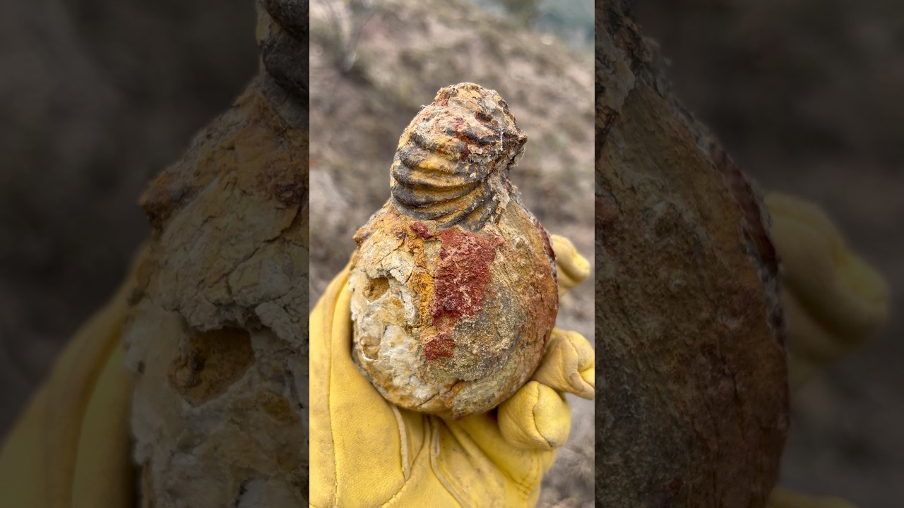 Fósil de Ammonite de la era Mesozoica del periodo Cretácico.