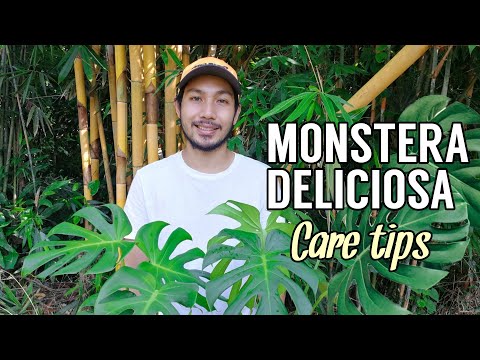 MONSTERA DELICIOSA CARE TIPS