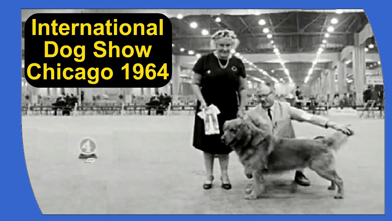 International Dog Show Chicago 1964 Dog Show Vintage Dog Show YouTube