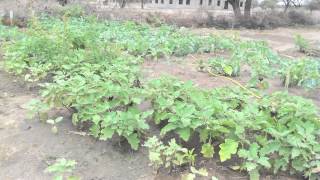 Country Director Sheila discusses School Farming in Tanzania