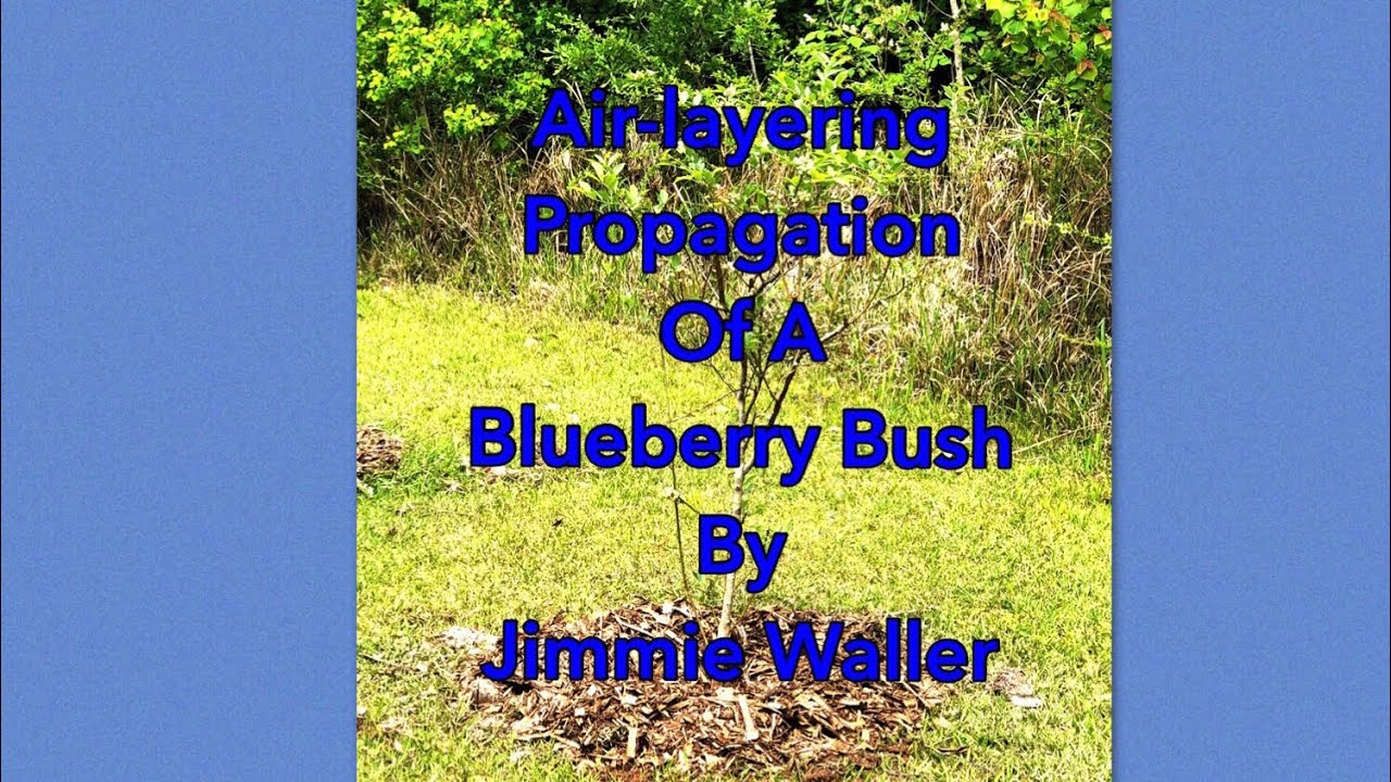 AIRLAYERING PROPAGATION OF A BLUEBERRY BUSH BY JIMMIE WALLER Mimsy's Garden YouTube