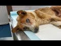 Dumped when became worthless the sick dog gave into his end not knowing that his life just begun