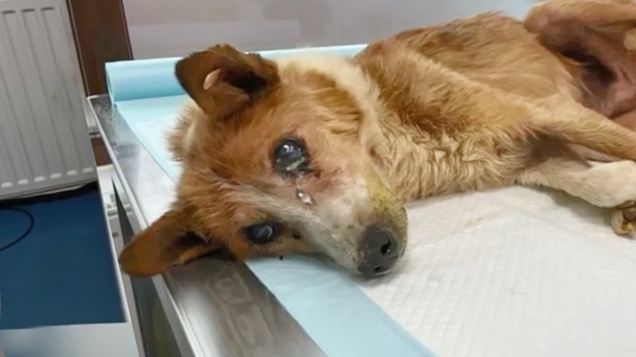 Dumped when became worthless, The sick dog gave into his end not knowing that his life just begun
