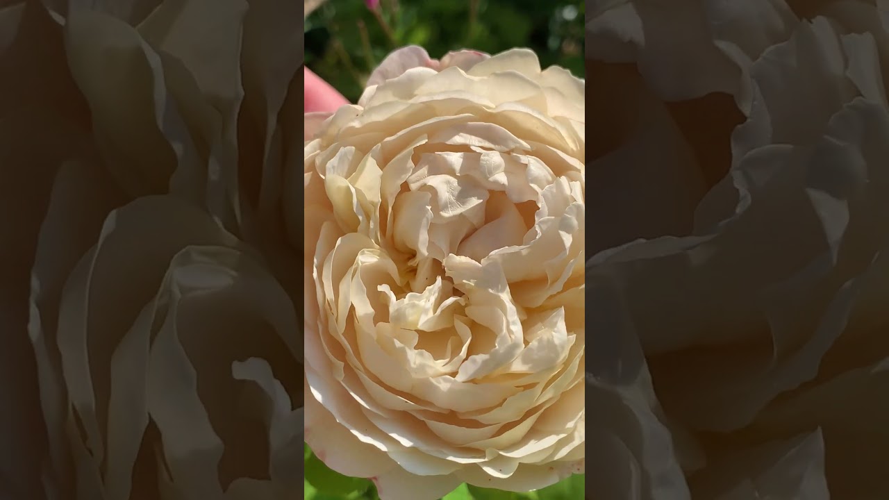 Charles Darwin Rose
