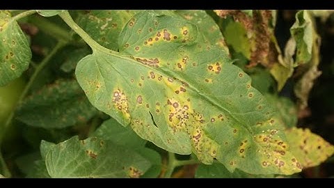 Klasifikasi Penyakit Daun Tomat dengan Menggunakan Convolutional Neural Networks (CNN)