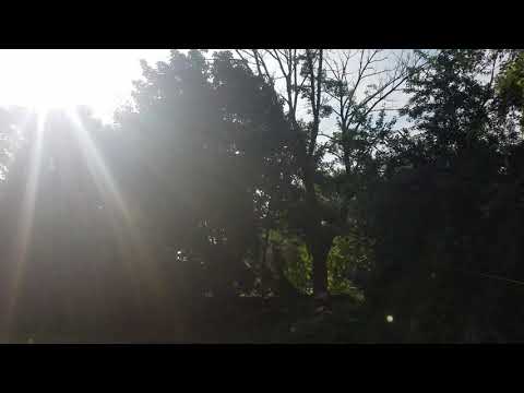 How we pull over a dead back leaning tree